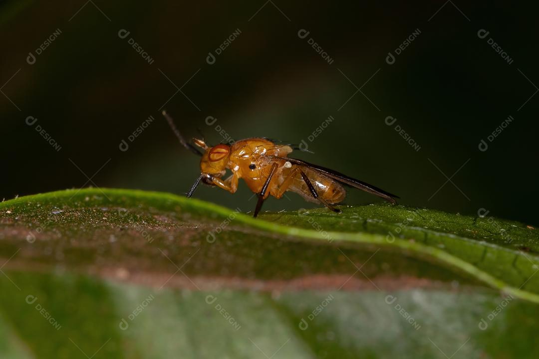 Mosca Lauxaniid adulta da Família Lauxaniidae