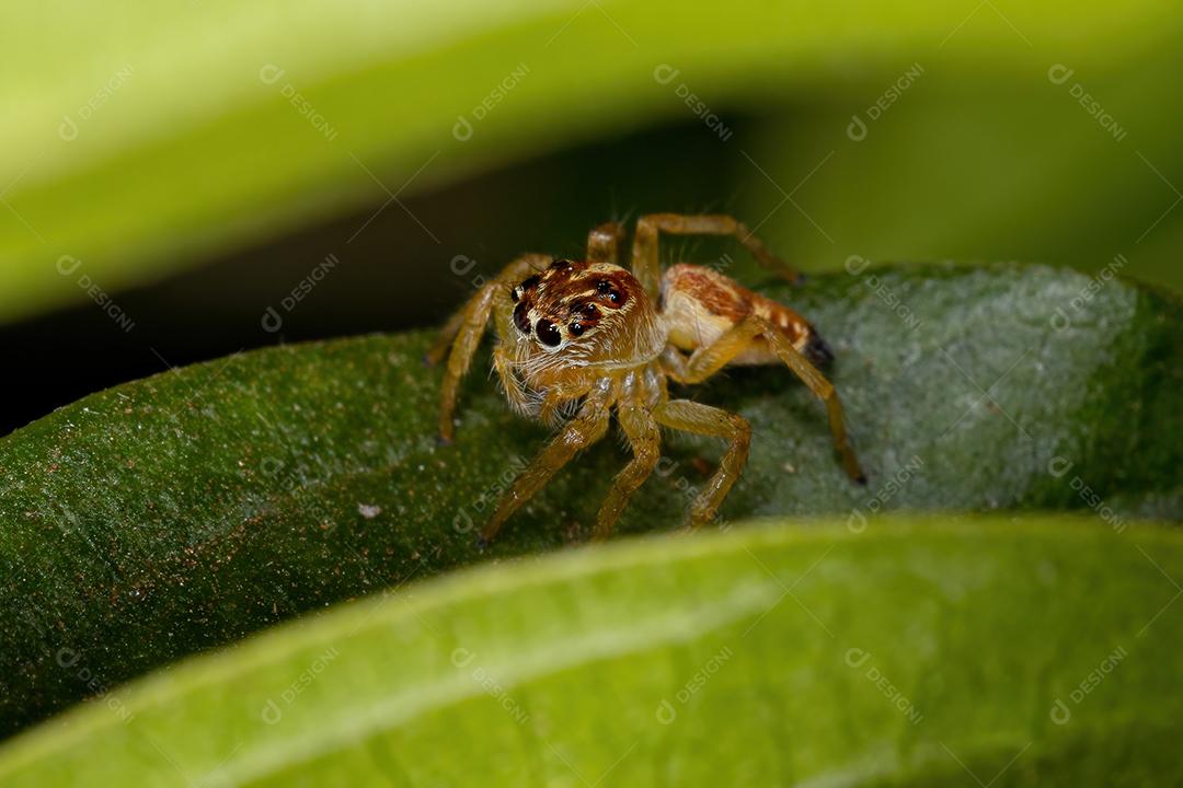 Pequena aranha saltadora do gênero Frigga