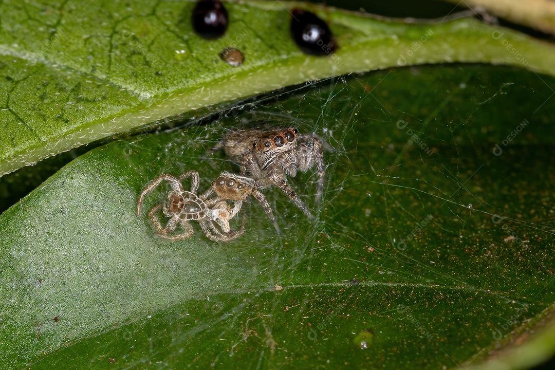 Pequena aranha saltadora da subtribo Dendryphantina após ecdise com exoesqueleto