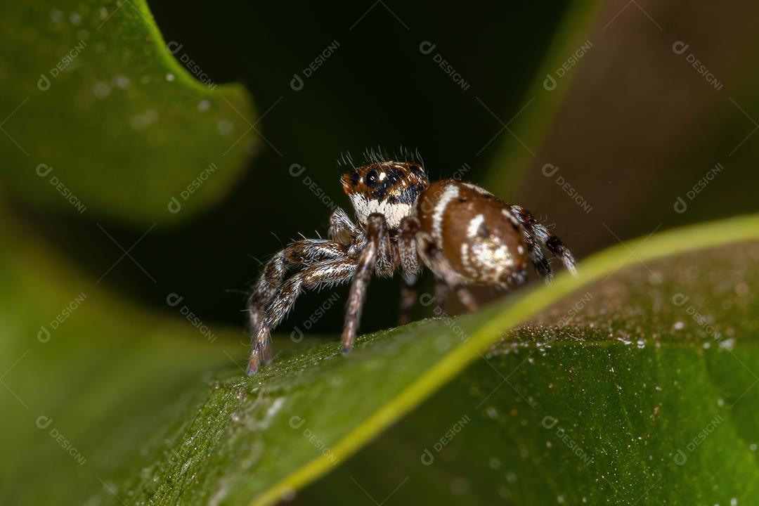 Pequena aranha saltadora da espécie Philira micans