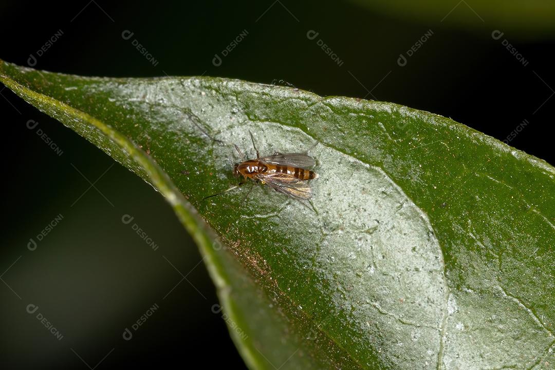 Midge não mordedor adulto da família Chironomidae