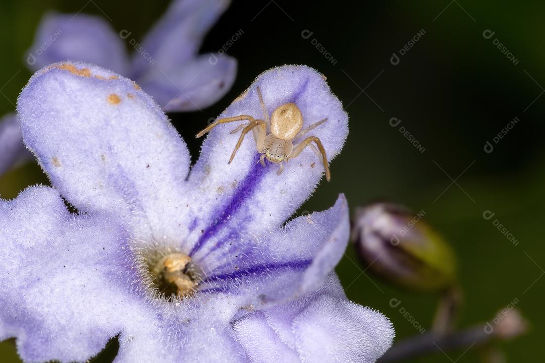 Aranha pequena do caranguejo da família Thomisidae