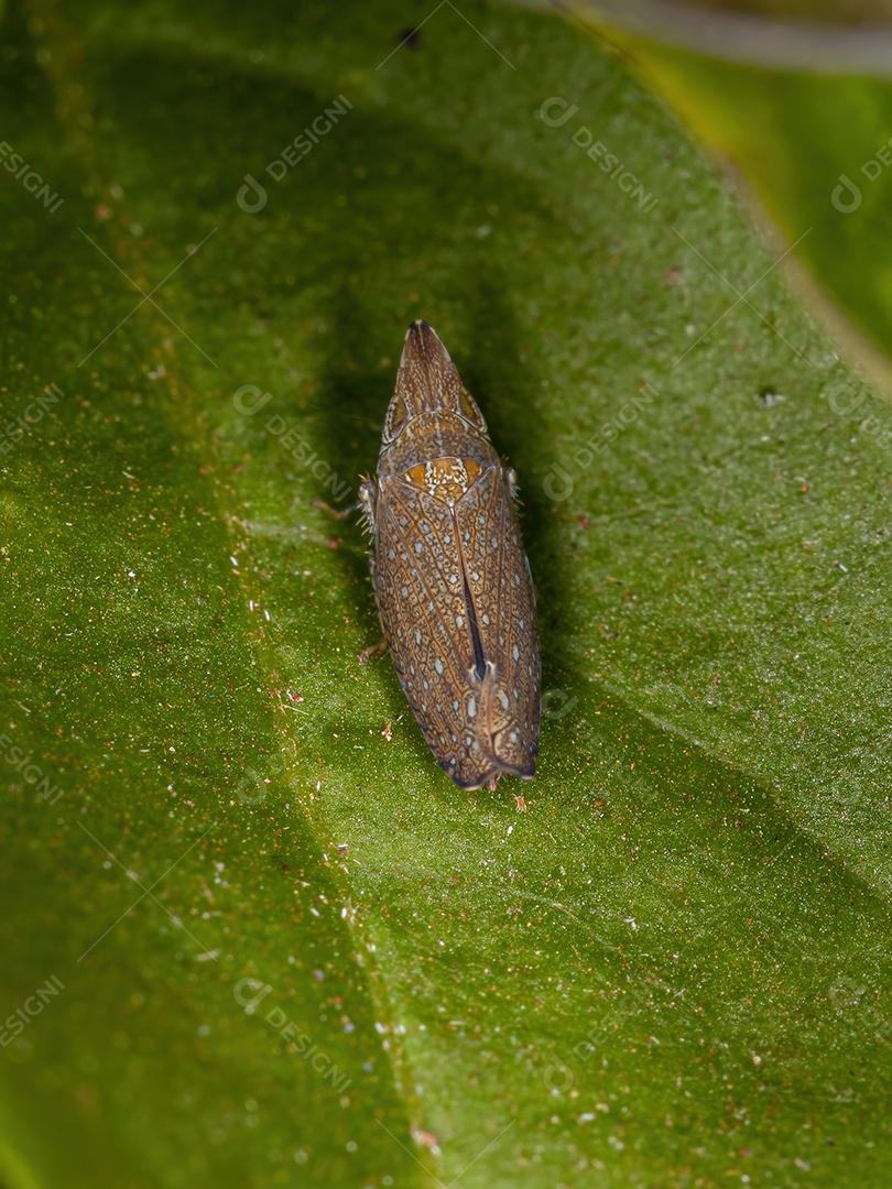 Pequena cigarrinha típica da tribo Scaphytopiini