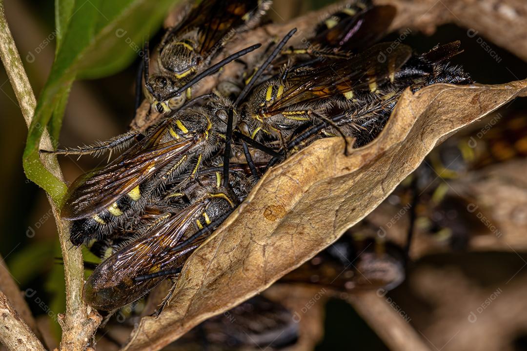 Vespas Scoliid adultas da subfamília Campsomerinae