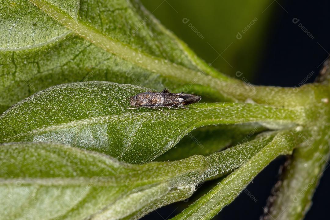 Pequena mariposa adulta da Ordem Lepidoptera