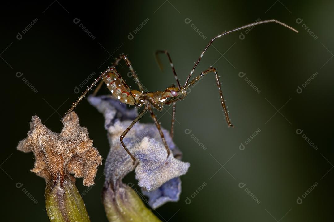 Assassin Bug Ninfa da Tribo Harpactorini