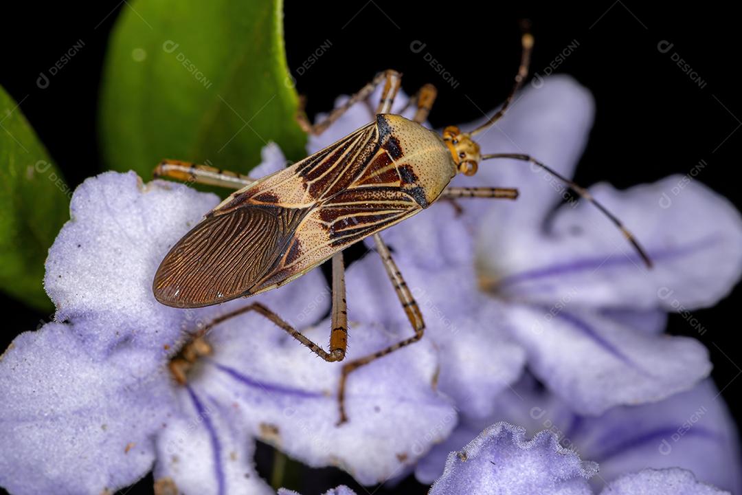 Inseto de pés de folha adulto do gênero Hypselonotus em um skyflower