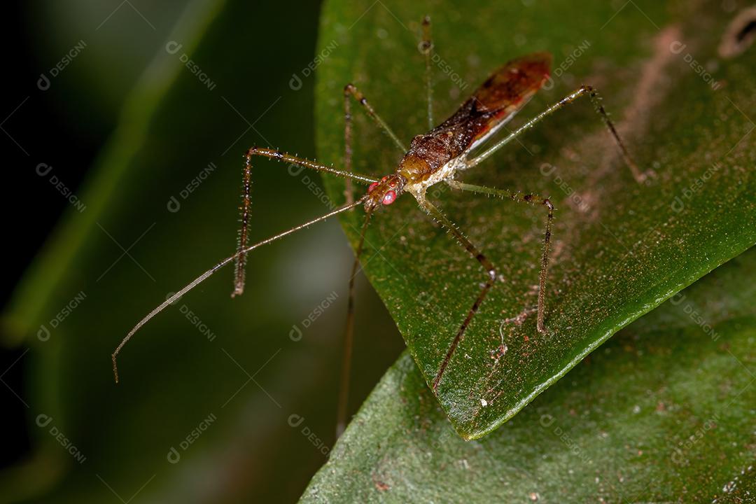 Inseto Assassino Adulto da Tribo Harpactorini