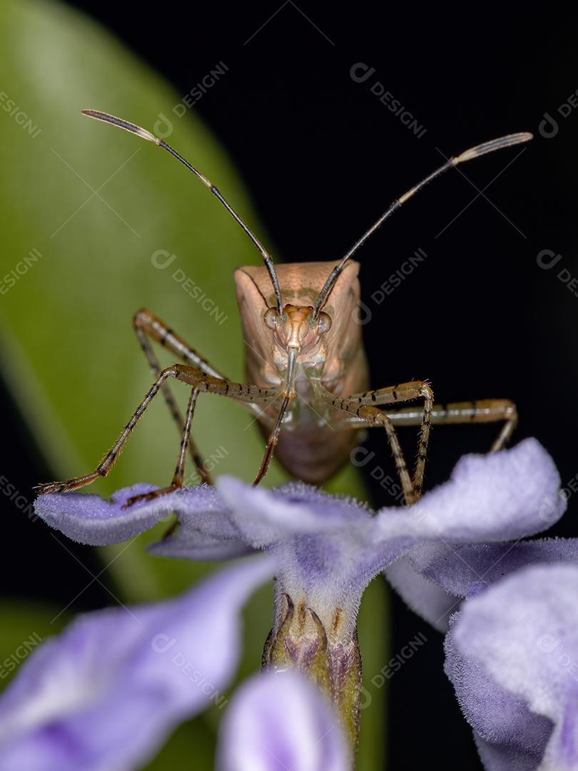 Inseto de pés de folha adulto do gênero Hypselonotus em um skyflower