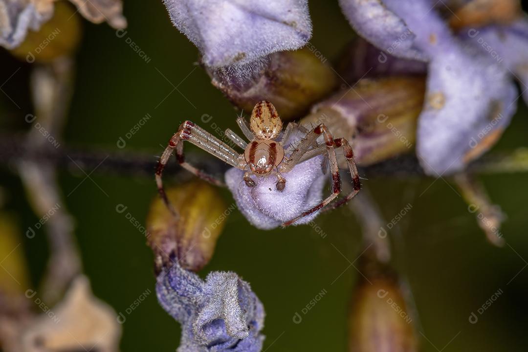 Aranha-caranguejo macho adulto da família Thomisidae