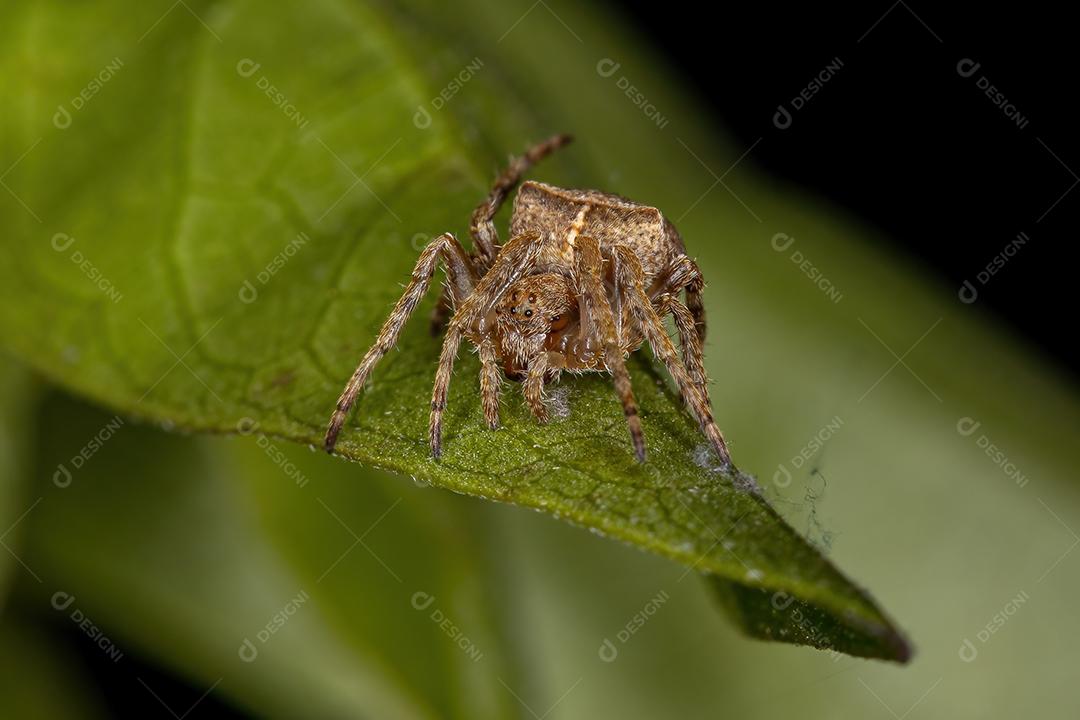 Pequena aranha orbweaver da família Araneidae