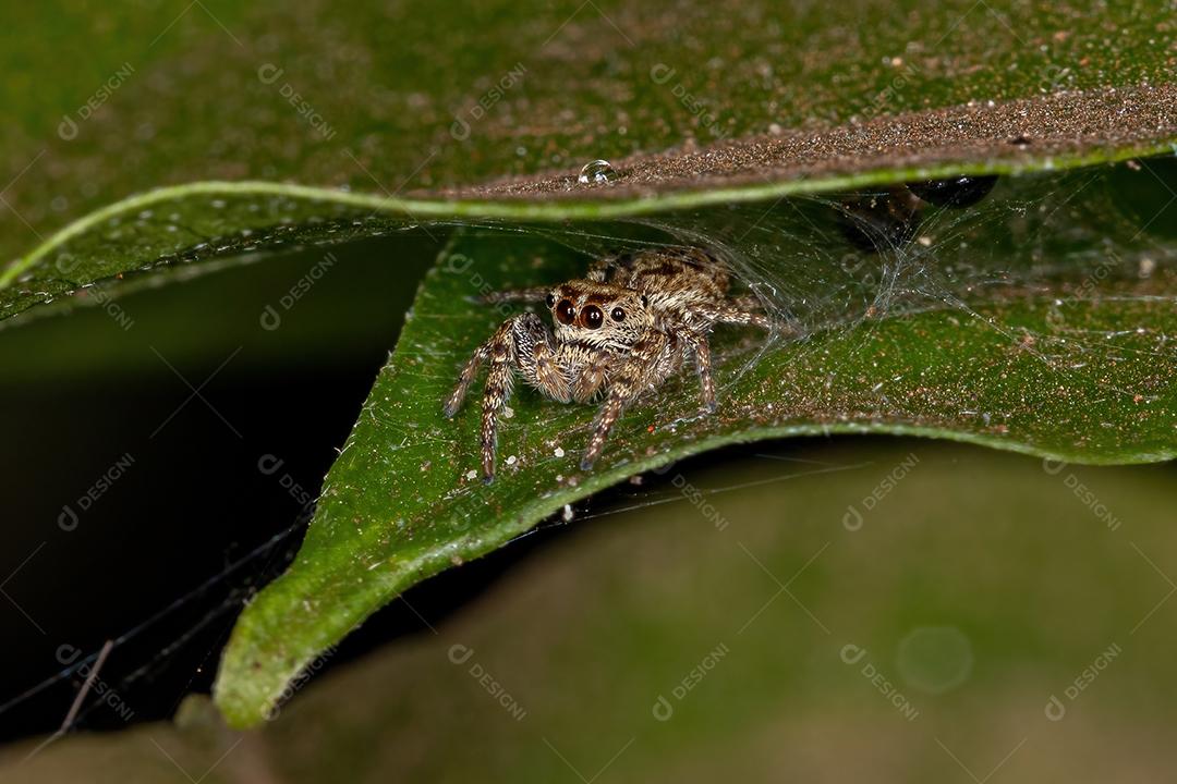 Aranha saltadora masculina da Subtribo Dendryphantina