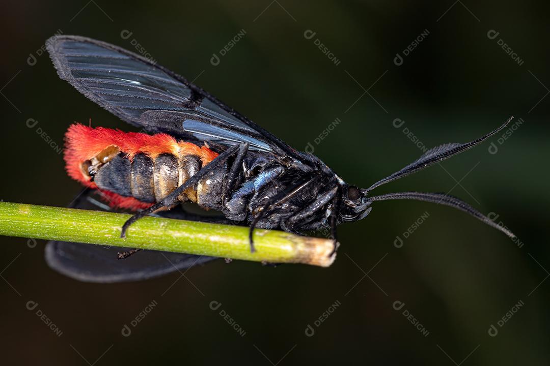 Traça adulta do gênero Dinia