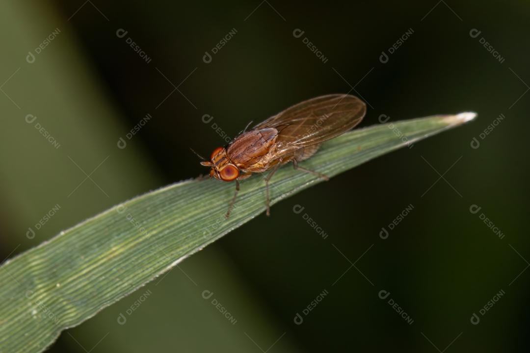 Mosca Lauxaniid adulta da Família Lauxaniidae