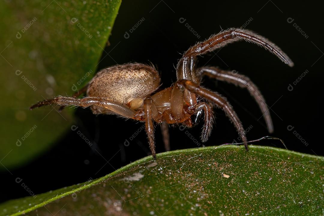 Orbweaver Clássico Adulto do Gênero Metazygia