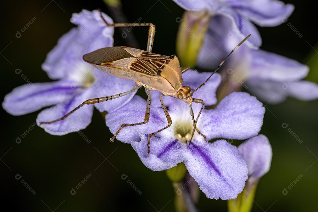 Adult leaf-footed insect of the genus Hypselonotus on a skyflower