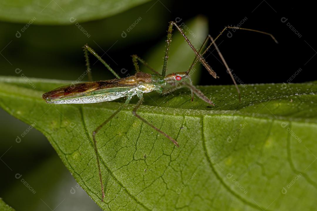 Inseto Assassino Adulto da Tribo Harpactorini