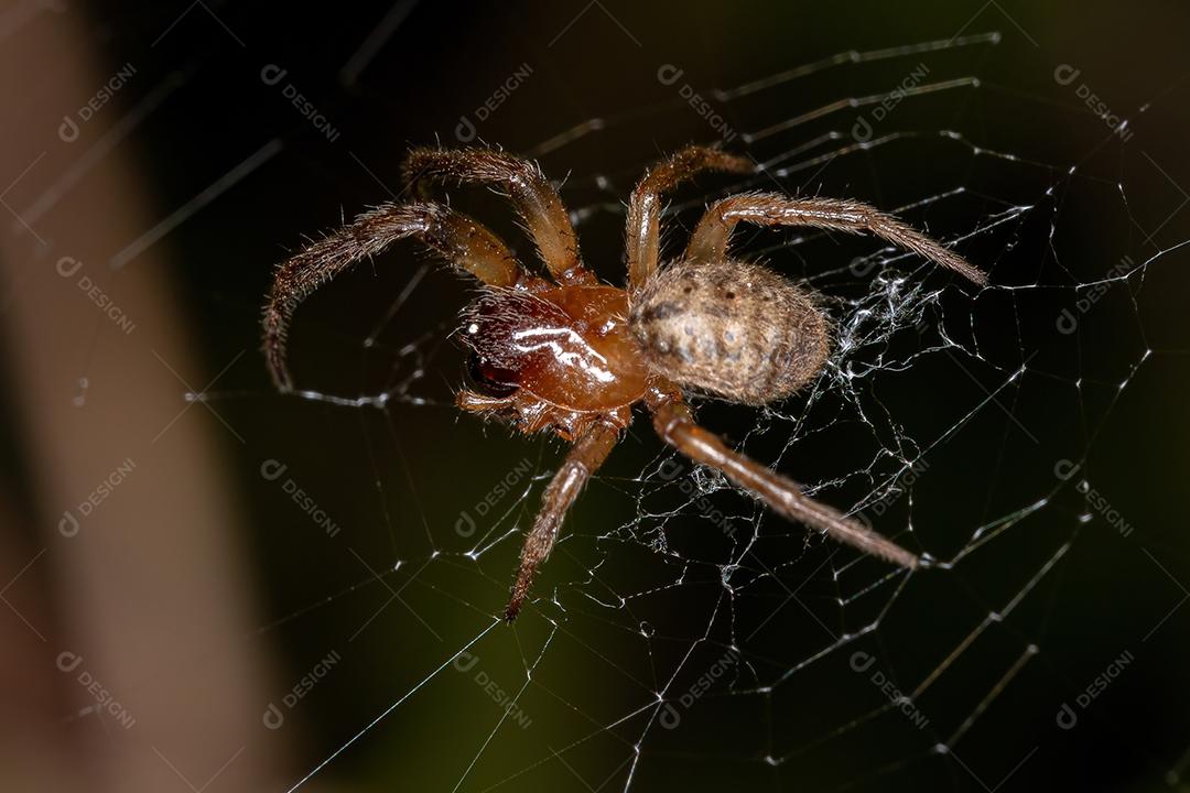 Orbweaver Clássico Adulto do Gênero Metazygia