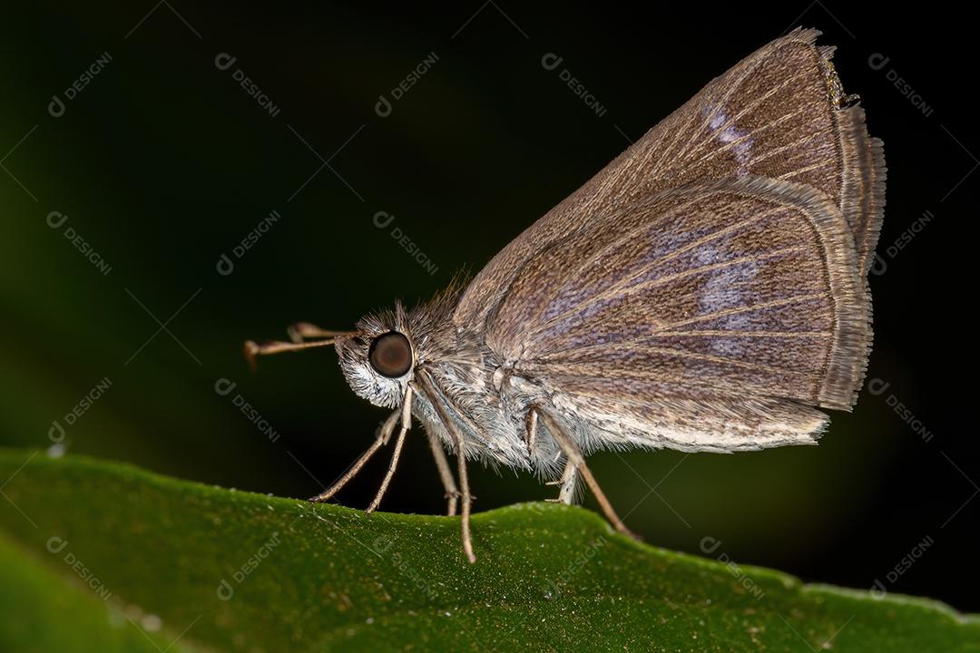 Capitão Inca adulto da espécie Vehilius inca