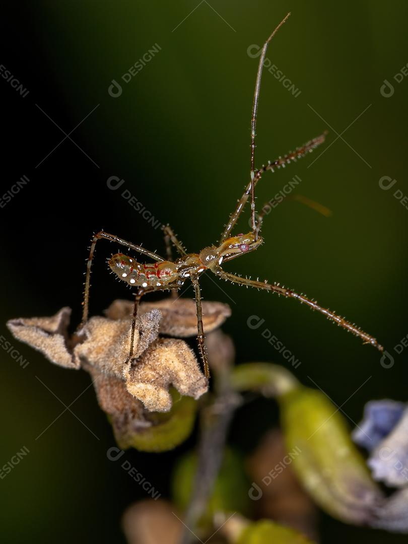 Assassin Bug Ninfa da Tribo Harpactorini