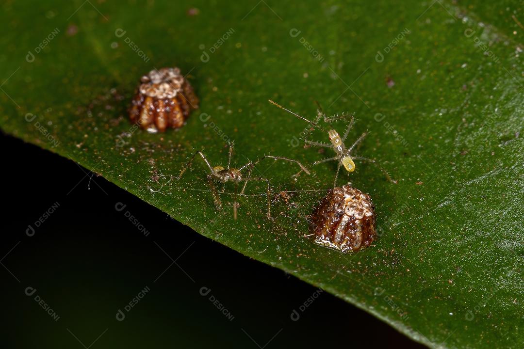 Ninfas e Ovos do Inseto Assassino da Tribo Harpactorini