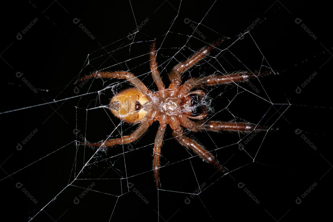 Orbweaver Clássico Adulto do Gênero Metazygia
