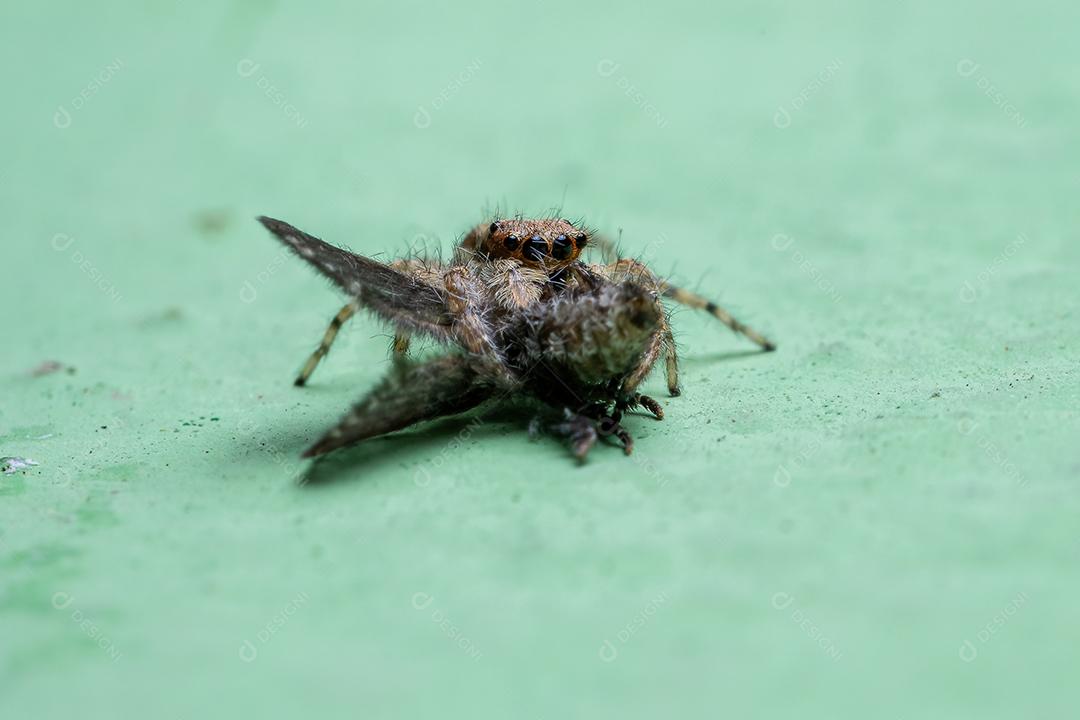 Pequena aranha saltadora de parede cinzenta da espécie Menemerus bivittatus