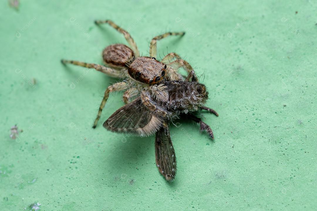 Pequena aranha saltadora de parede cinzenta da espécie Menemerus bivittatus