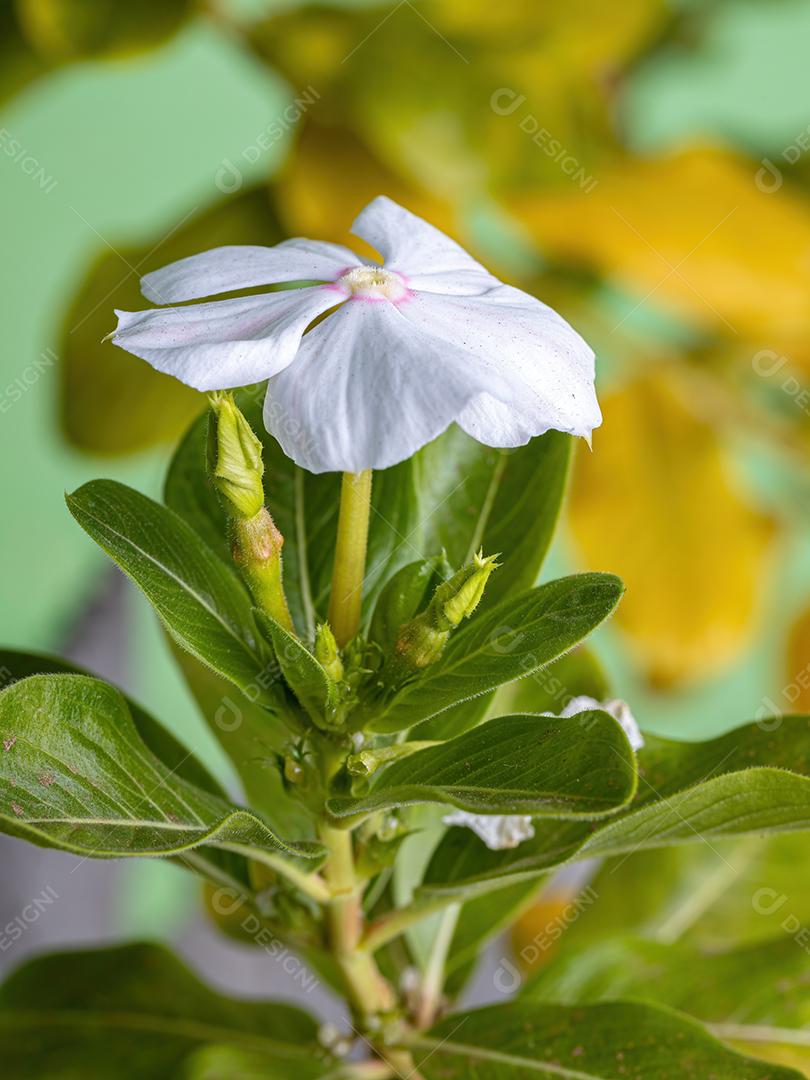 Flor branca da pervinca de Madagascar da espécie Catharanthus roseus