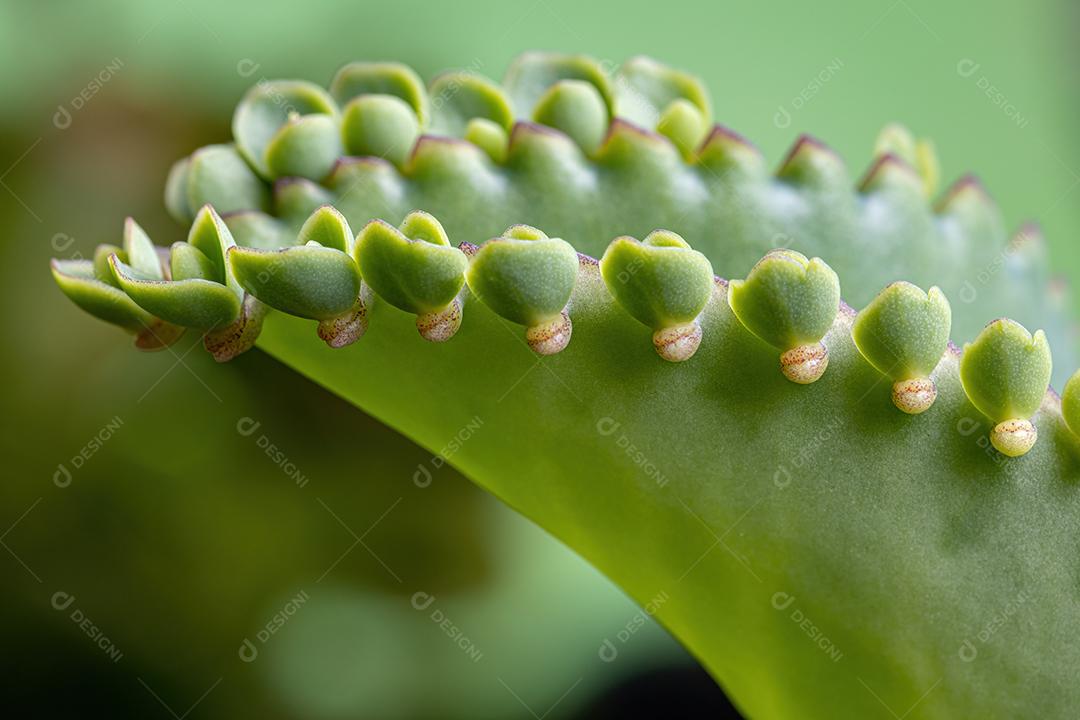 Detalhes das folhas de uma planta crasulácea da espécie Kalanchoe laetivirens