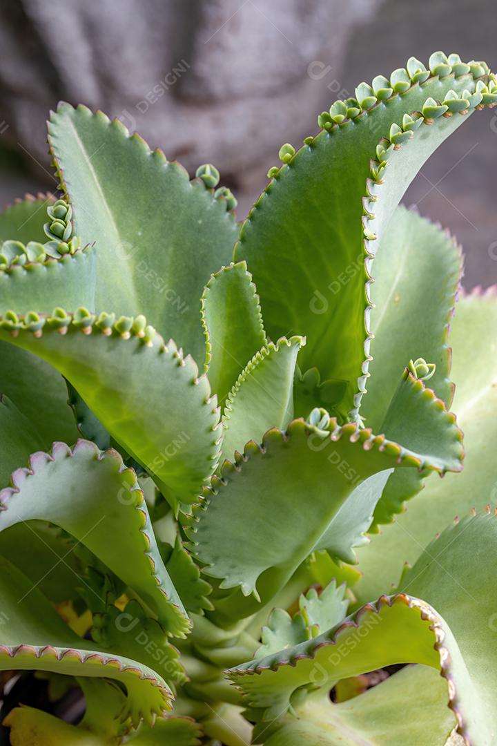 Detalhes das folhas de uma planta crasulácea da espécie Kalanchoe laetivirens