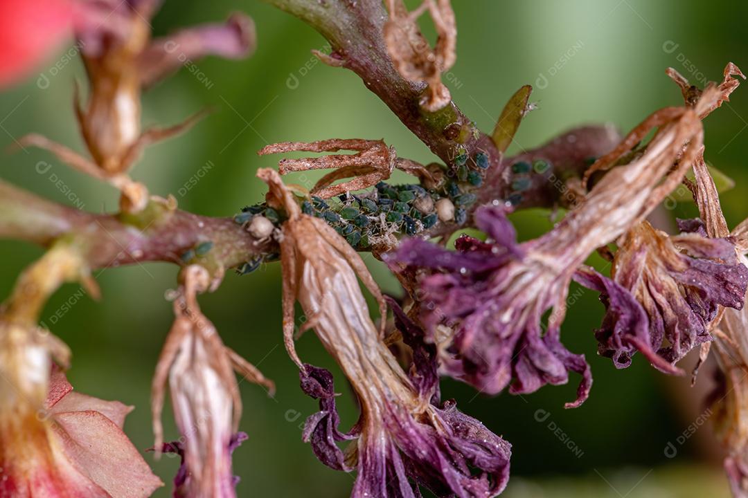 Pequenos pulgões Insetos da Família Aphididae na planta Flaming Katy