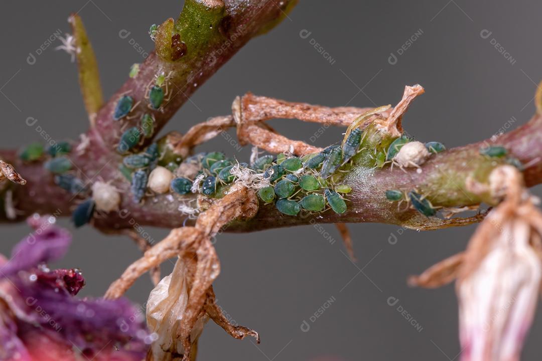 Pequenos pulgões Insetos da Família Aphididae na planta Flaming Katy