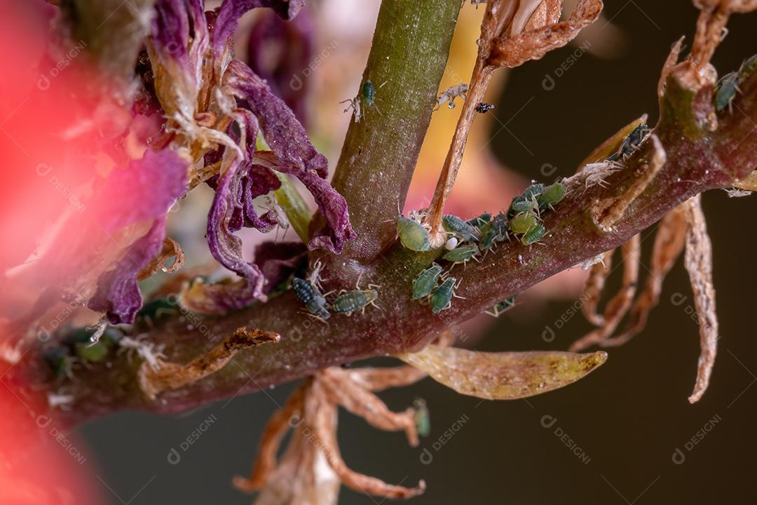 Pequenos pulgões Insetos da Família Aphididae na planta Flaming Katy