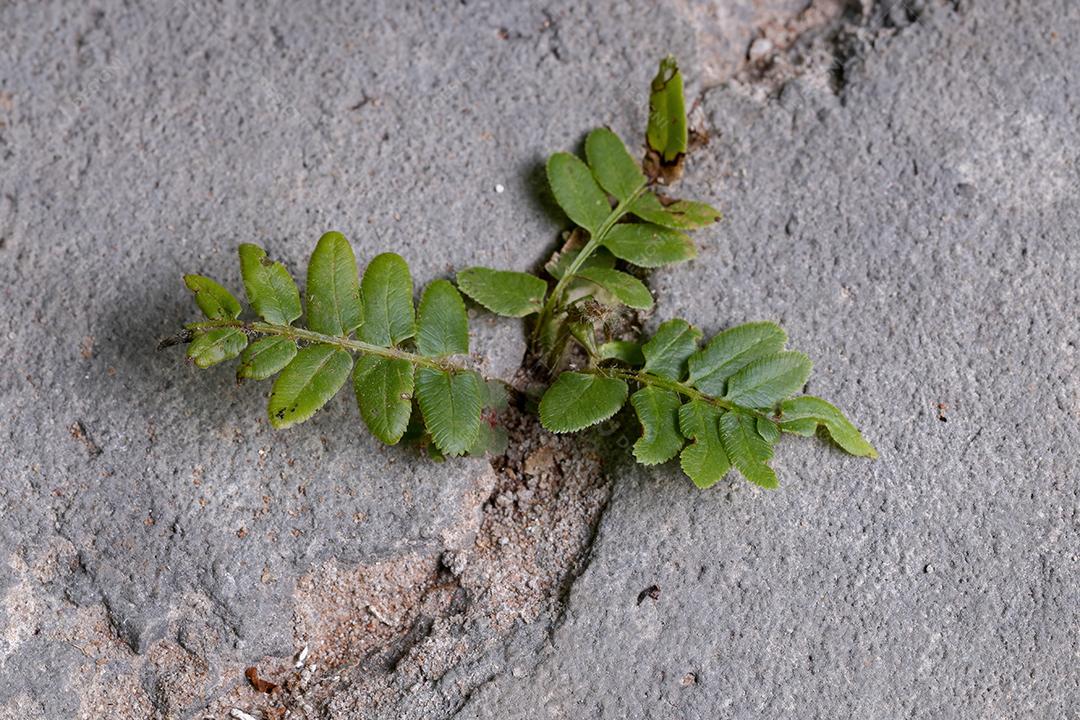 Planta de samambaia de escada da espécie Pteris vittata