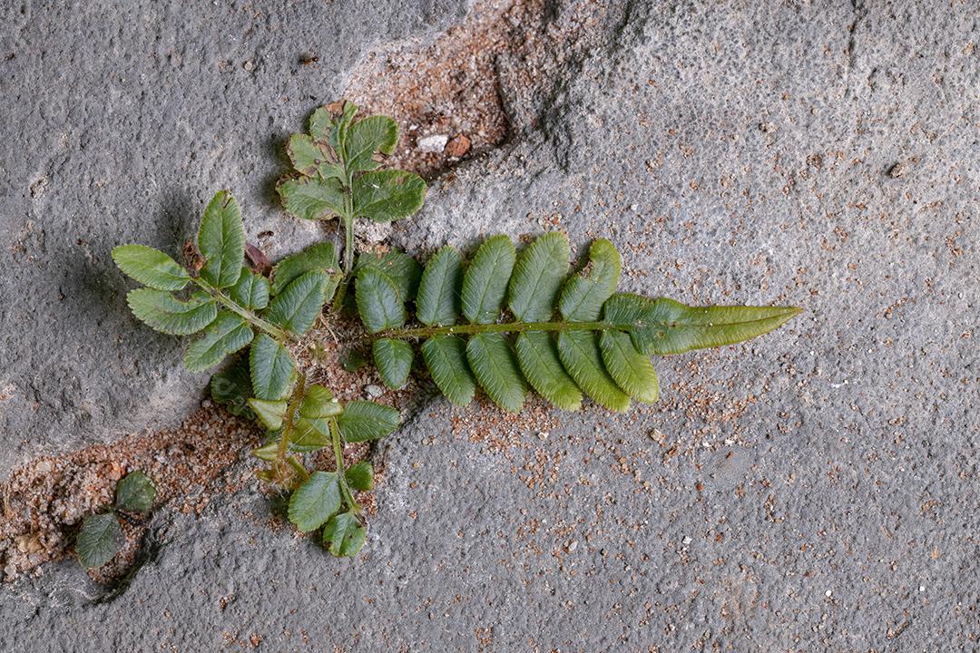 Planta de samambaia de escada da espécie Pteris vittata