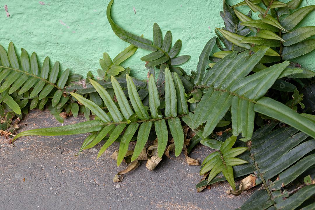 Planta de samambaia de escada da espécie Pteris vittata