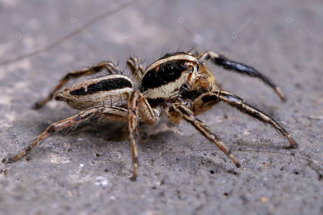 Aranha de salto pantropical adulta masculina da espécie Plexippus paykulli