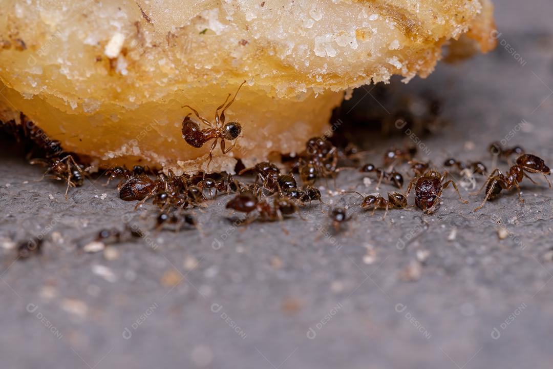 Formigas de cabeça grande adultas do gênero Pheidole comendo gordura de carne bovina