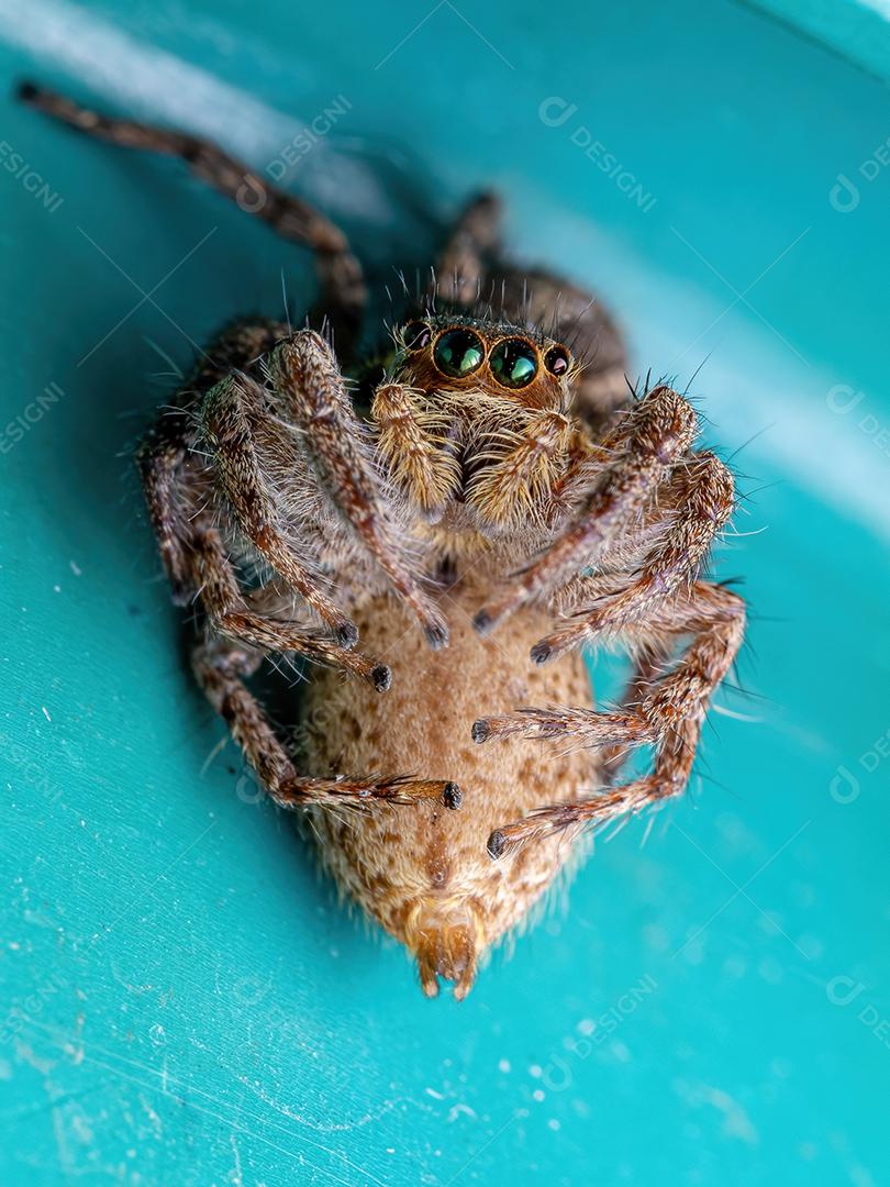 Aranha pantropical saltadora adulta fêmea da espécie Plexippus paykulli fazendo canibalismo
