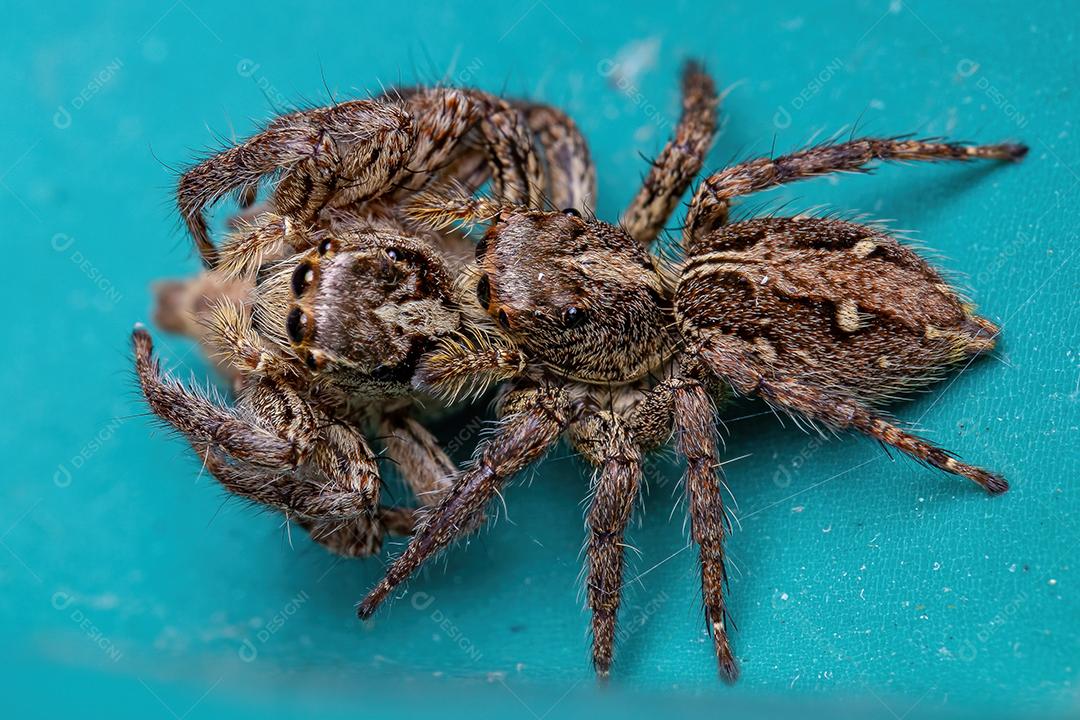Aranha pantropical saltadora adulta fêmea da espécie Plexippus paykulli fazendo canibalismo