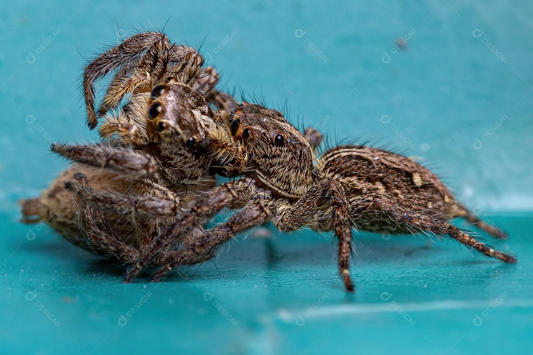 Aranha pantropical saltadora adulta fêmea da espécie Plexippus paykulli fazendo canibalismo
