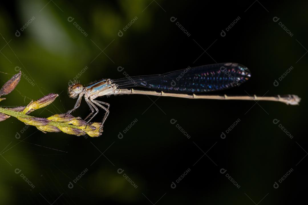 Donzela-de-asa-estreita adulta da família Coenagrionidae