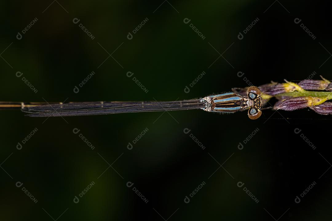 Donzela-de-asa-estreita adulta da família Coenagrionidae