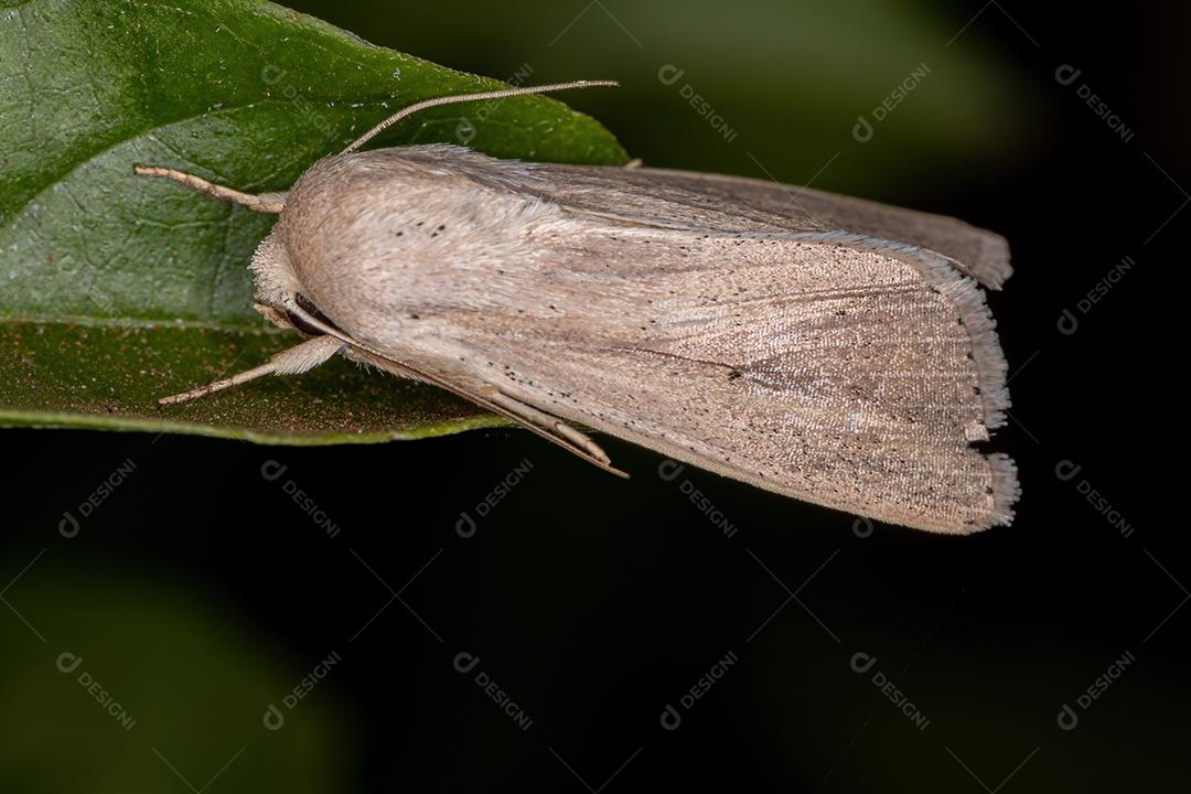 Mariposa adulta da tribo Leucaniini