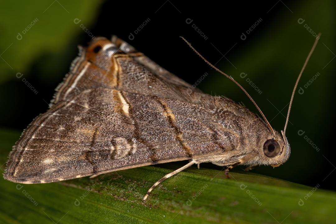 Mariposa adulta da tribo Eulepidotini