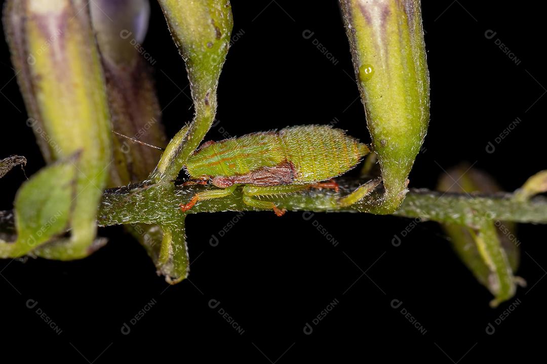 Ninfa típica da cigarrinha da família Cicadellidae