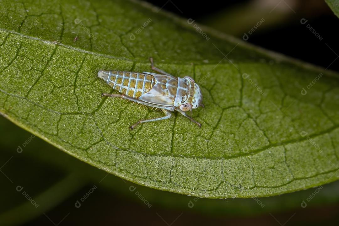 Ninfa típica da cigarrinha da família Cicadellidae