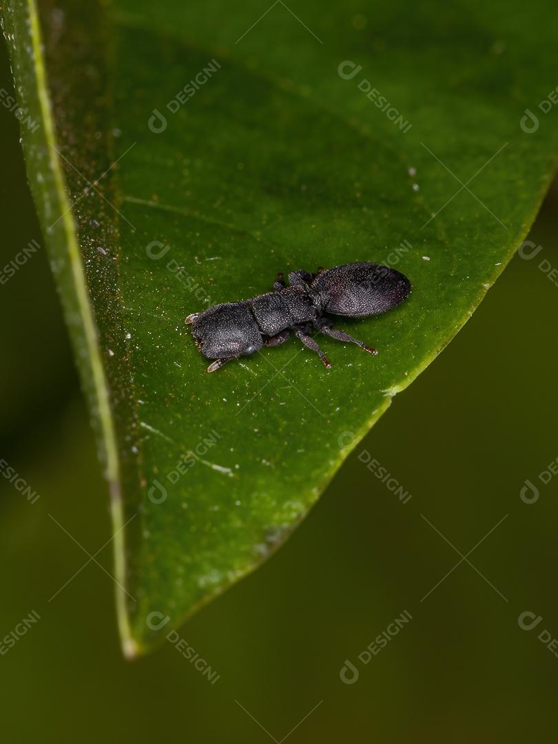 Formiga-tartaruga-preta adulta pequena do gênero Cephalotes