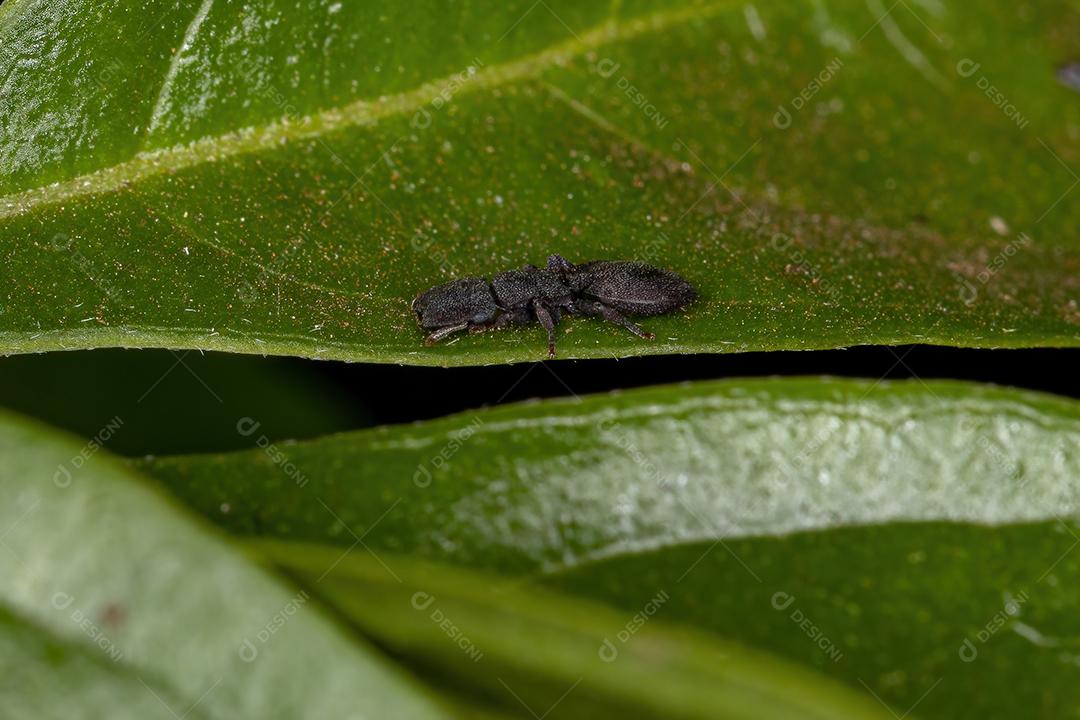 Formiga-tartaruga-preta adulta pequena do gênero Cephalotes